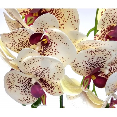 Gėlė orchidėja (50 cm) 6
